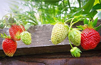 字节今年AI投入接近BAT三家总和 明年有望翻倍